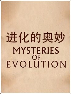 进化的奥妙(全集)