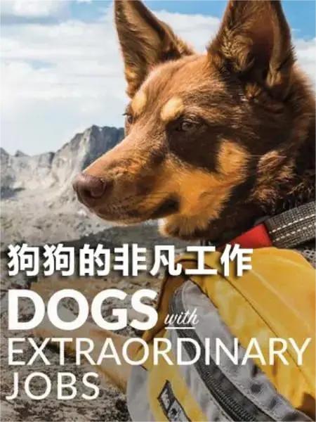 狗狗的非凡工作 第一季(全集)