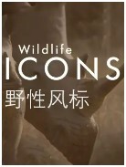 野性风标 第一季(全集)